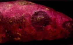 哪些甘薯品种抗黑斑病？