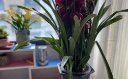 大花惠兰品种怎么选？哪些更优质？