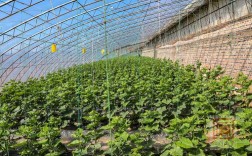 黄瓜吊蔓技术视频，关键步骤有哪些？