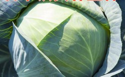 铁头665是甘蓝的优质品种吗？