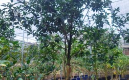 云南茶花品种图片大全，收录了多少珍稀品种？