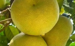 北方适合种哪些柚子品种？