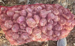 今日新蒜金乡价格多少钱？