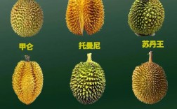 榴莲品种到底有多少种？