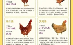 蛋鸡养殖技术资料大全有哪些要点？