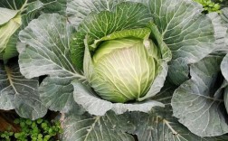 越冬甘蓝哪个品种抗寒又丰产？