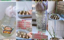 夏季大蒜育苗种植技术