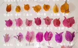 三角梅品种多，哪种适合家里养？