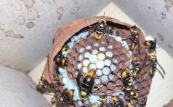 农广天地马蜂放养技术有哪些要点？