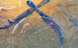 2025年鸭嘴鱼价格会涨还是跌？