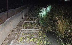 青蛙养殖如何有效预防疾病？