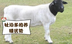 哪种羊品种养殖效益最高？