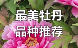 牡丹花哪个品种花朵大