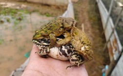 2025年青蛙养殖价格会涨跌吗？