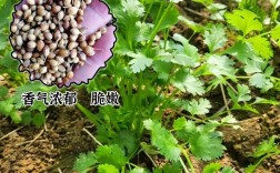 香菜高产栽培技术有哪些关键要点？