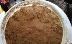 白酒酒糟发酵养鸡，技术要点有哪些？