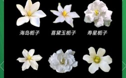 栀子花品种如何快速辨别？