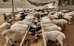 牛羊养殖技术存在哪些问题？