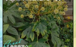 八角金盘怎么养才好？