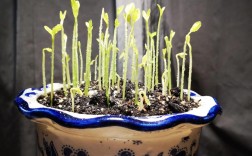 柚子种子怎么种植技术