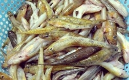 笋壳鱼养殖技术怎么致富？