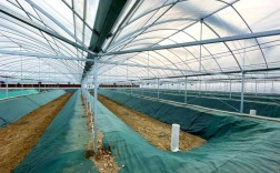 小龙虾标准化养殖技术有哪些要点？