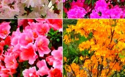 中国常见杜鹃花品种有哪些？