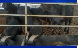 山东波尔山羊羊羔价格多少钱一只？