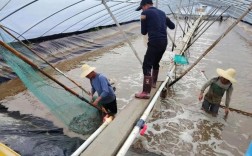 最新大棚养虾技术视频，如何高效应用？