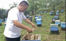 双王群如何高效饲养强蜂？