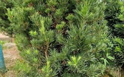 罗汉松的品种图片大全