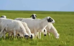 内蒙培育了哪些特色羊品种？