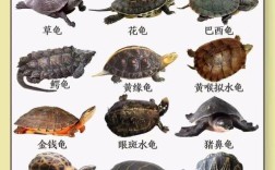 金钱龟品种价格差异有多大？