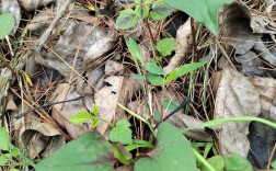 折耳根何时种？技术要点有哪些？