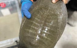 甲鱼价格多少钱一斤？