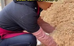 益生菌养鸡床怎么制作？