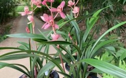 四季兰有哪些常见品种？