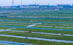 池塘养蟹种草，技术要点有哪些？