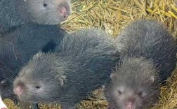 中华竹鼠多少钱一斤？