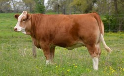 黄牛品种哪个长得更好？