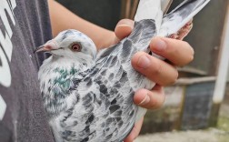 2025年南阳肉鸽价格会涨还是跌？