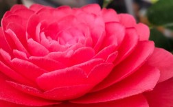 红色花品种有哪些？