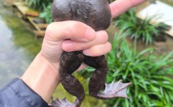 生态石蛙繁殖技术视频，如何高效掌握核心要点？