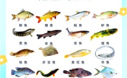 草鱼养殖技术视频有哪些关键要点？