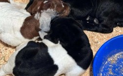 纯种波尔山羊养殖技术要点有哪些？