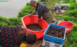 江苏冬季龙虾养殖咋管理？