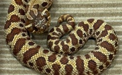 养殖蛇与野生蛇品种有何差异？