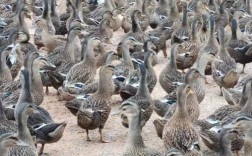 广东养的鸭品种有哪些？