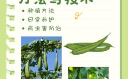 南方露地丝瓜怎么种才高产？