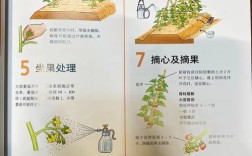 番茄种植技术要点有哪些？